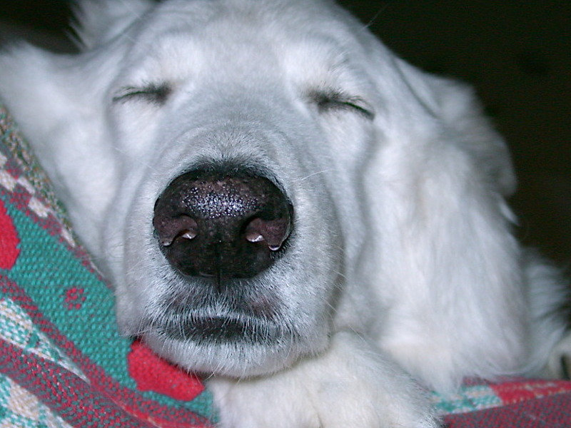 Snuggled into a chair for a nap