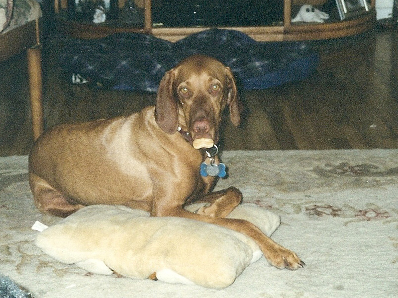 Phoebe carrying her bone