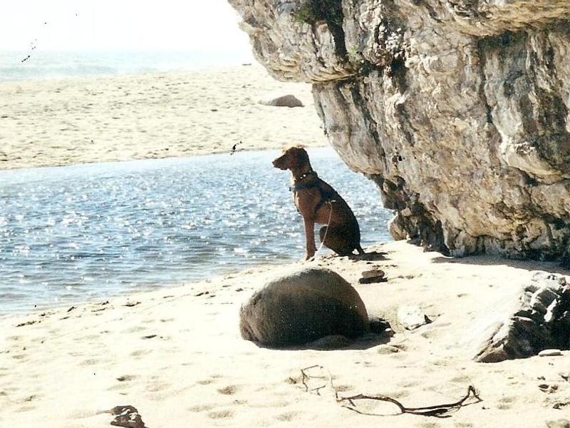 Phoebe in a moment of calm at Bonnydoon Beach