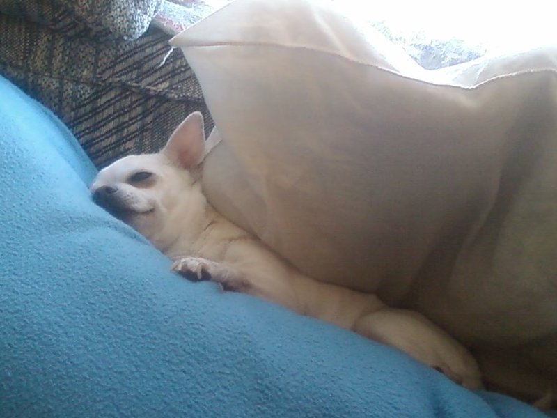 I love my pillows!