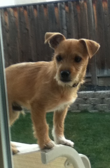 Silly Juju jumped on a chair to peek through the window