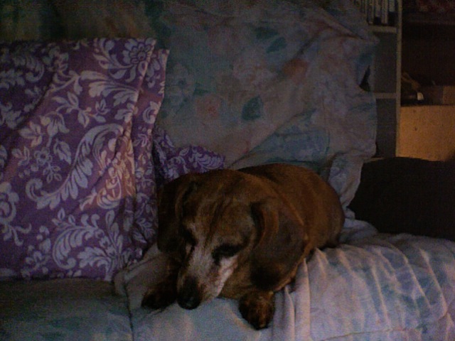 Doogie
