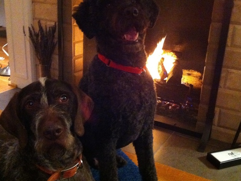 Kedge and Topper hangin by the fire