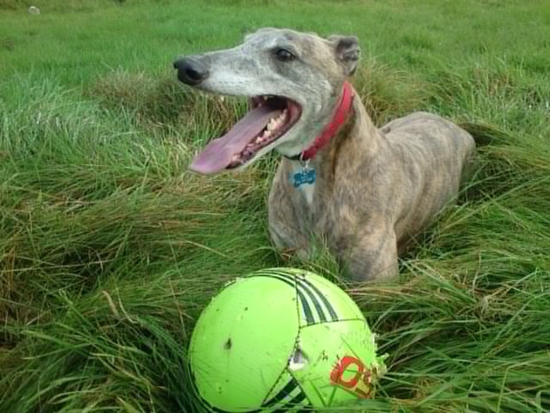 Max at the track with his favourite ball