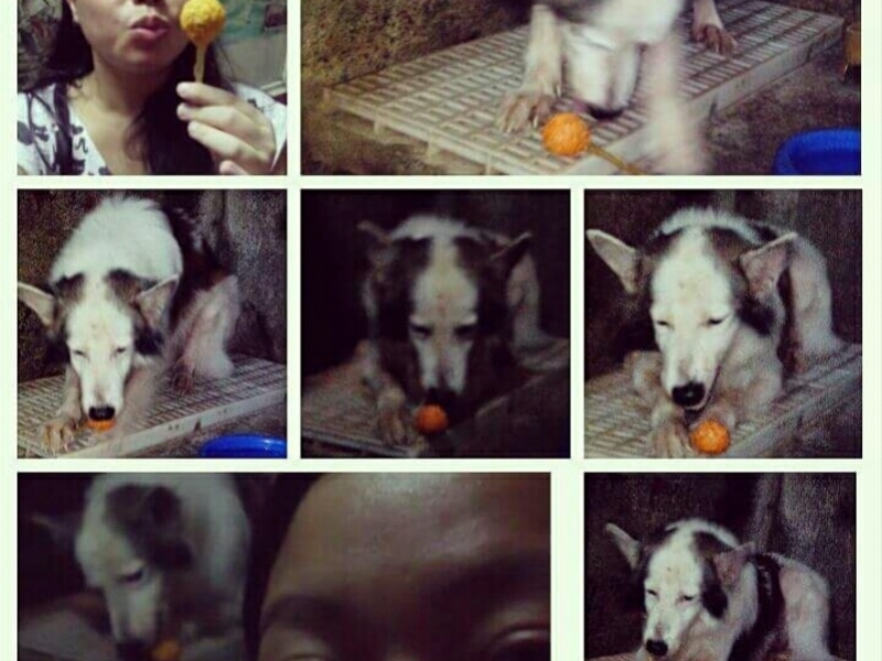Lollipop Treat