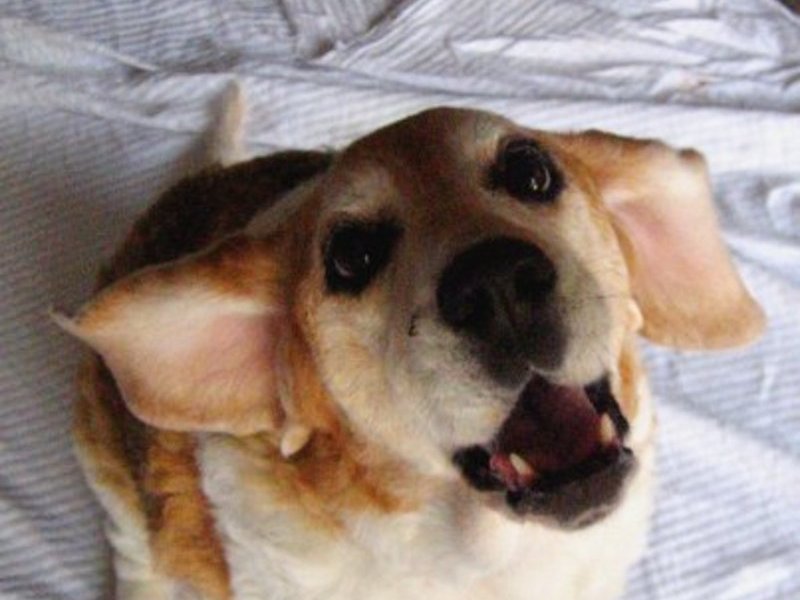 Jumping for a bone, she'd do anything for a treat :)