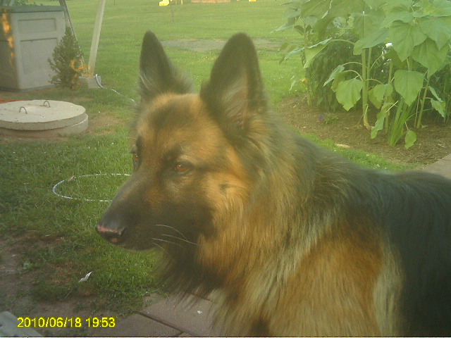 Max in the garden