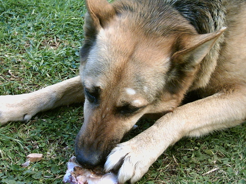 Her eating a juicy bone