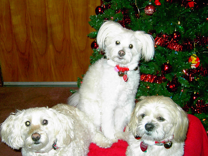 AndyBear on left, with Daisy & Buddy