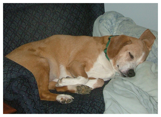 Napping in his favorite chair