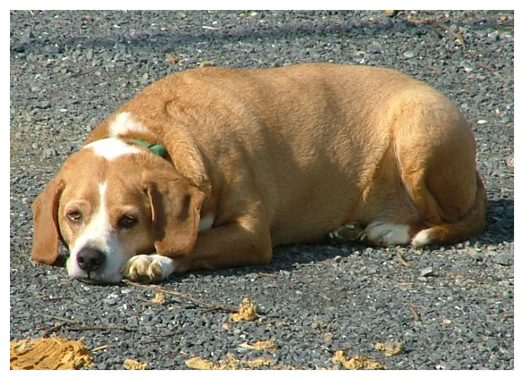 Warming himself in the driveway.