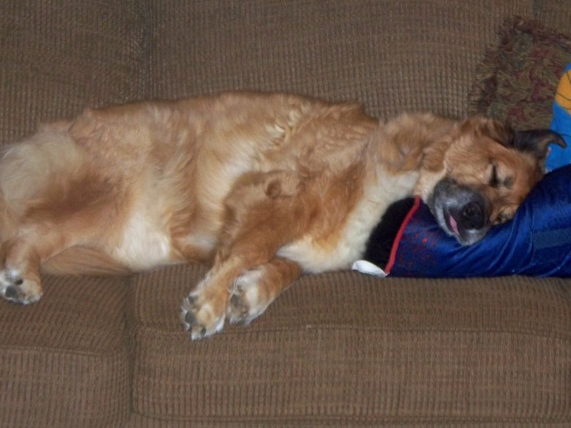 Asleep on the couch .... resting peacefully as she is now