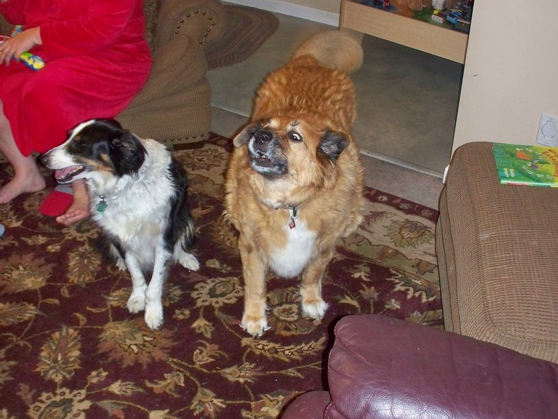 Asking for a treat with her best friend Foster, who misses her so much