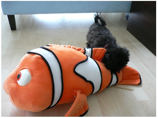 Tiger takes on a fish 3 times the size of him