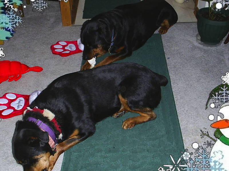 Matrix and Honey Christmas