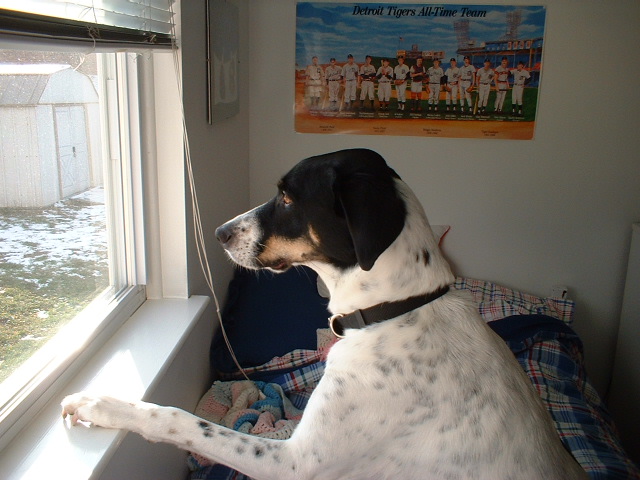 I'm gonna get that squirrel