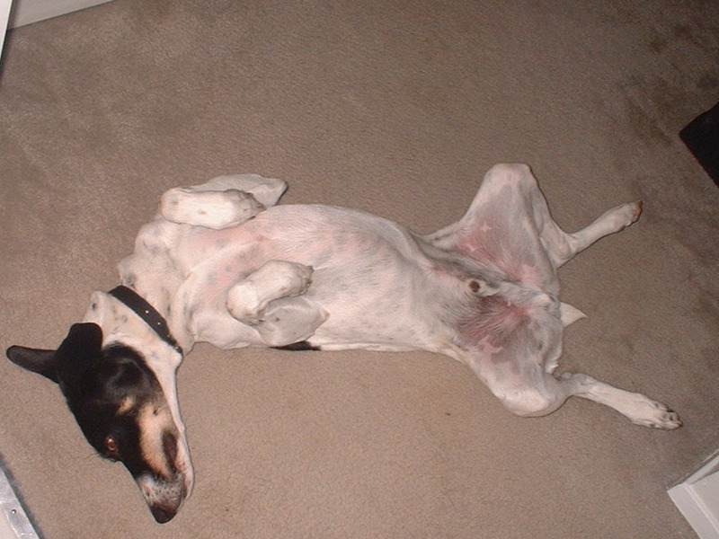 Could someone please scratch me.