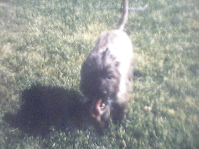 gizmo in the yard on a sunny summer day