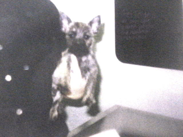 gizmo as a baby 14wks old
