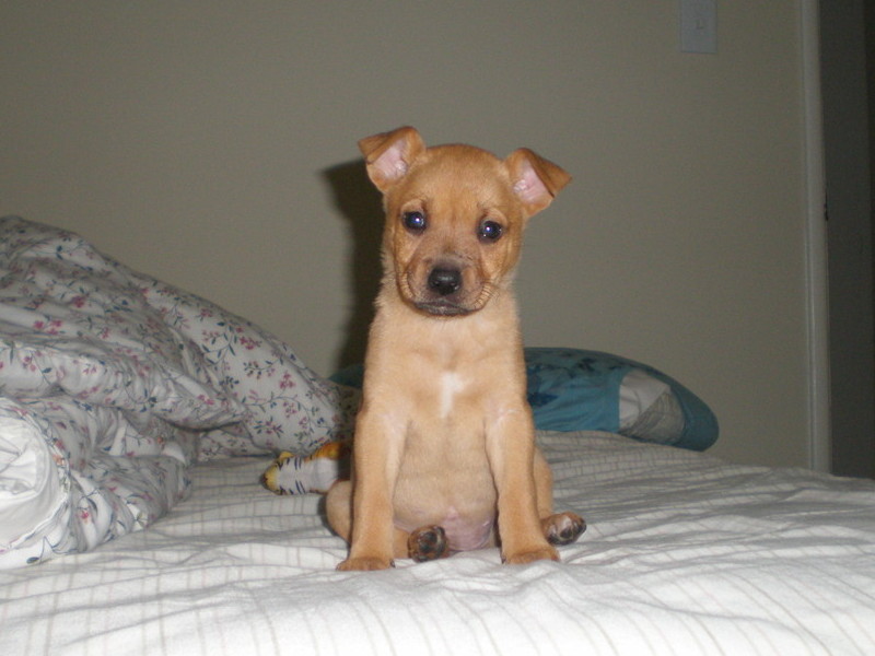 Marley as a baby furball.