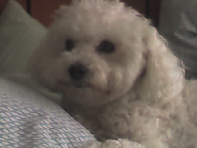 Pinky on a pillow.  Her favorite spot.