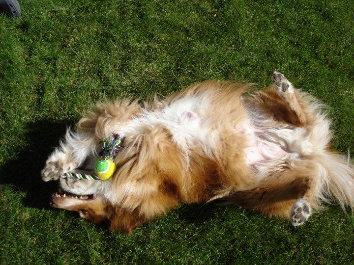 play time with his rope toy