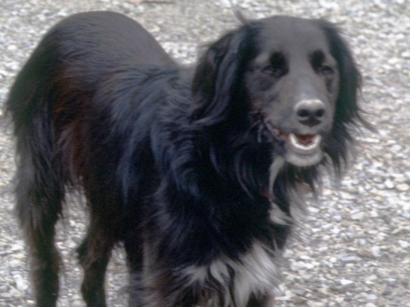 An early picture of pooch in our driveway.