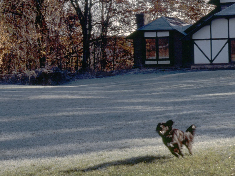 Pooch doing what she loved most...running free. :-)