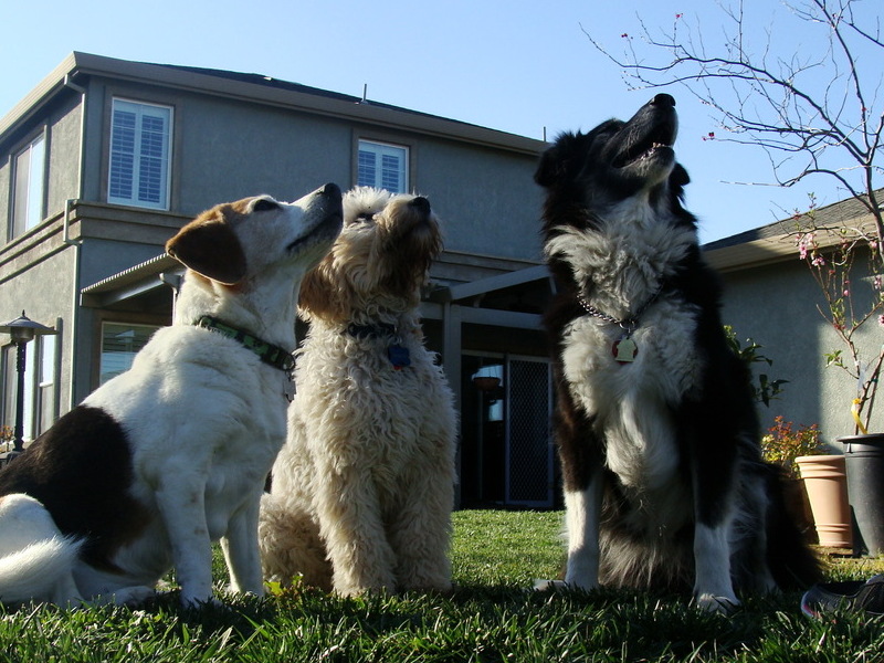 In line for treats