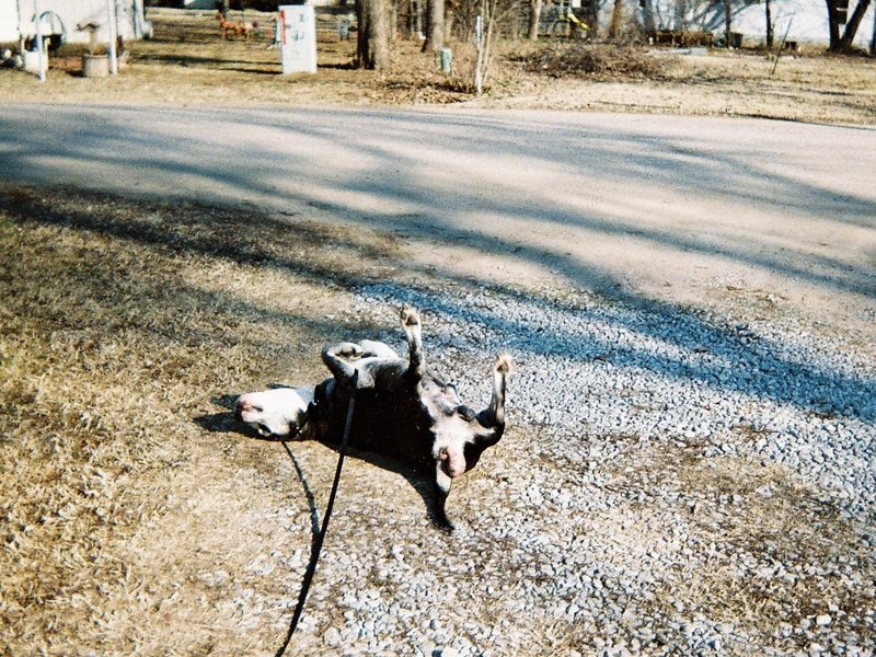 Favorite sun bathing