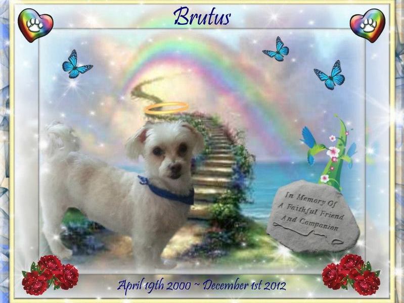 R.I.P. My Sweet Baby Boy Brutus