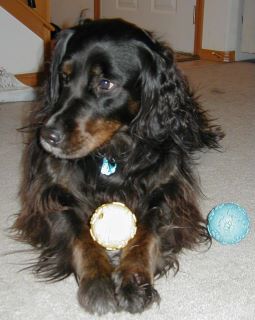 This is our Handsome Rocky at 3 years