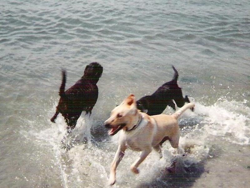 Rocky and Buster at fisherman's cove, N. Jersey