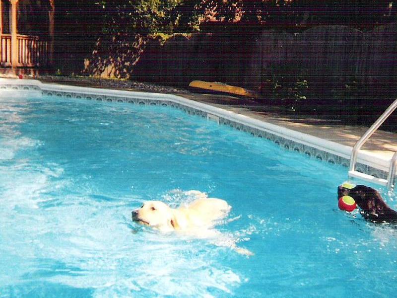 Rocky Bear & Buster Bear in pool.