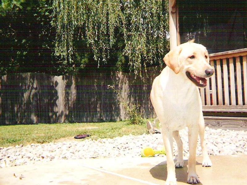 Rocky Bear in back yard