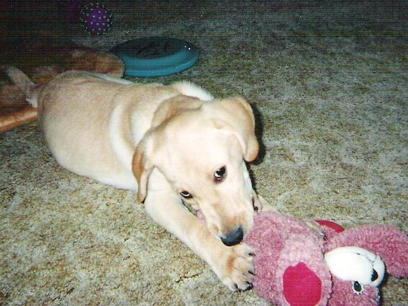 rocky playing with toy