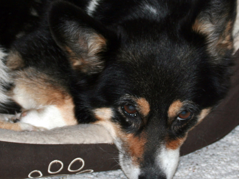 Napping in her new bed, Christmas 2008