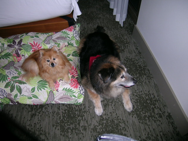 Milo & Chim Chim - Huntington Beach Shorebreak Hotel 2009