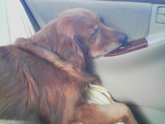 Rusty sleeping in the car on a trip to NC