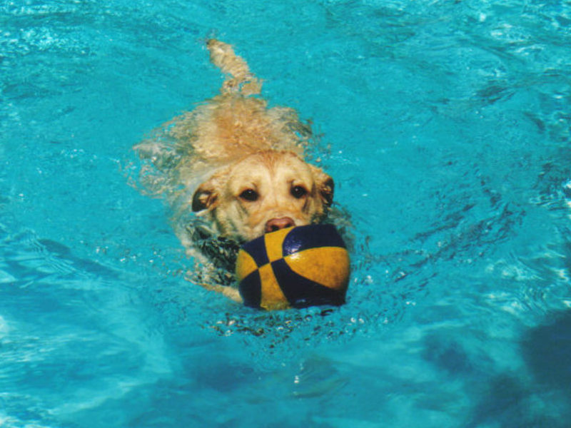 Swimming....he's favorite thing.