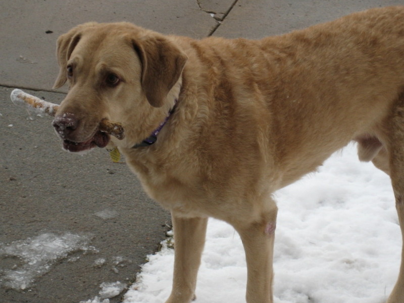 My favorite photo of Ryder the first time he encountered snow