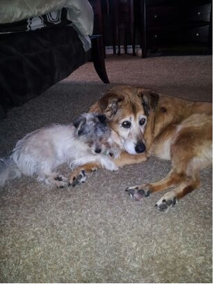 Sadie & Her Best Buddy, Jankasaurus