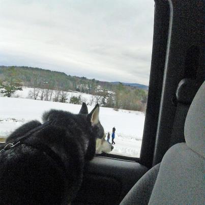Watchin' the Sled Dogs run.