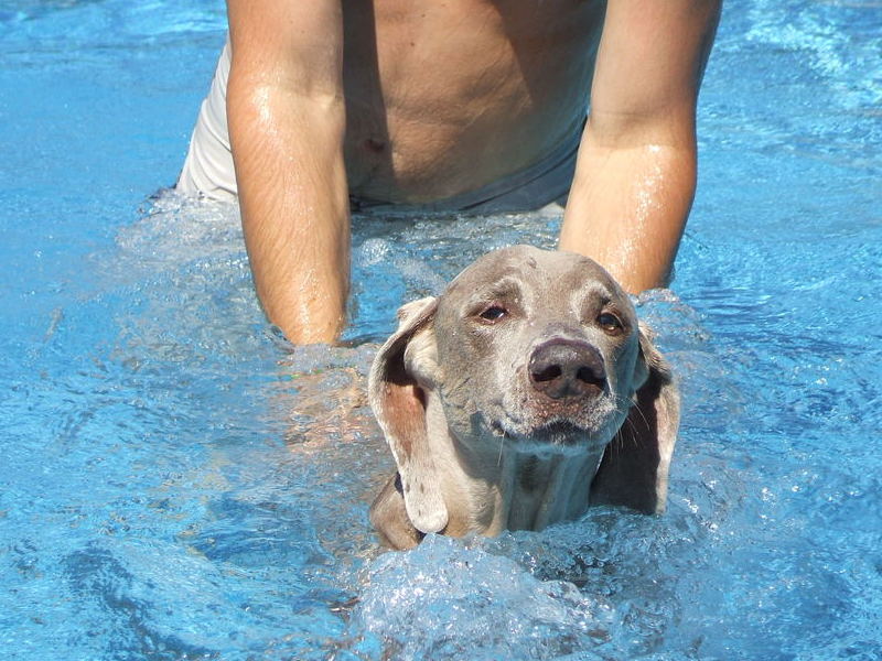 swimming in his pool