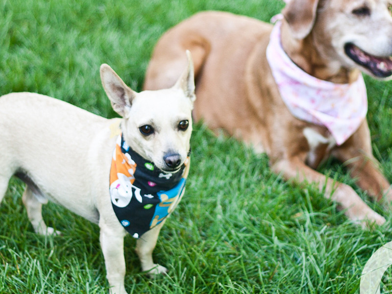 Snoopy and Bailey...together now at Rainbow Bridge