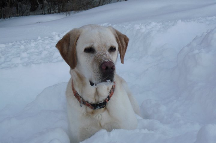 Playing in the snow