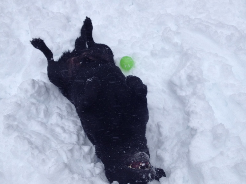 Snow Angels and Tennis Balls