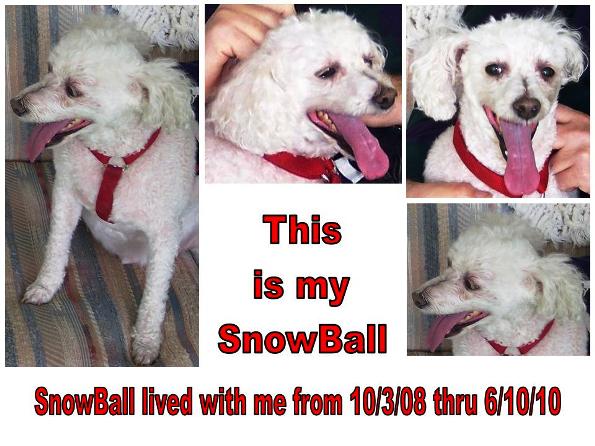 If only I could have had him yet... and forever.  I have had many dogs but never another like SnowBall.