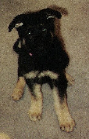 Storm when we brought him home