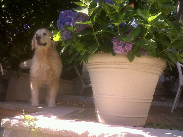 Smelling the first spring flowers of 2010 in NYC